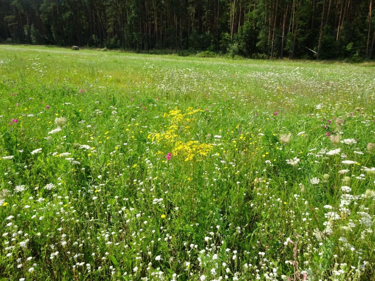 Ferienanlage Waschbaer Country เทมพลีน ภายนอก รูปภาพ